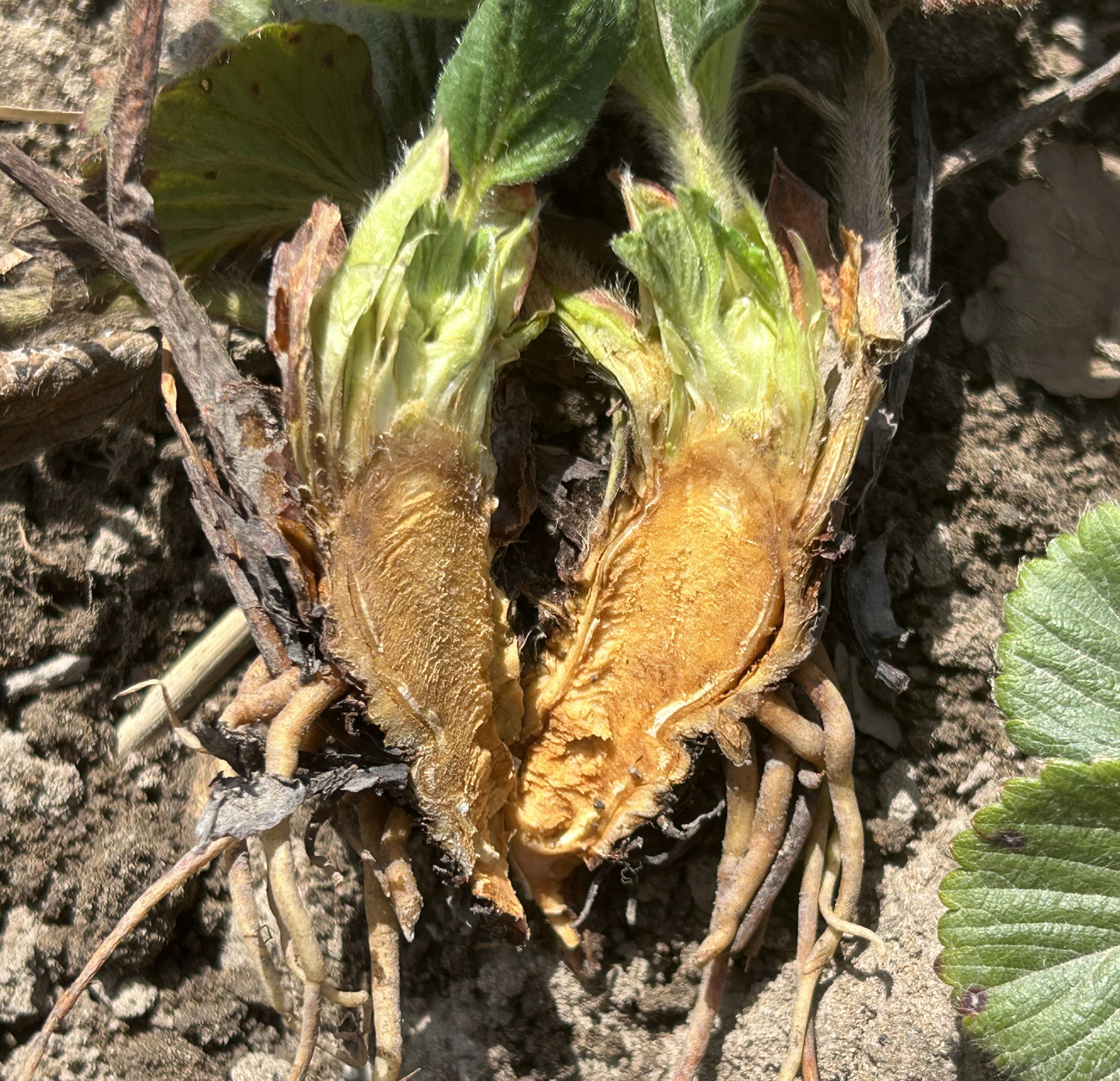 A strawberry showing winter damage cut in half.